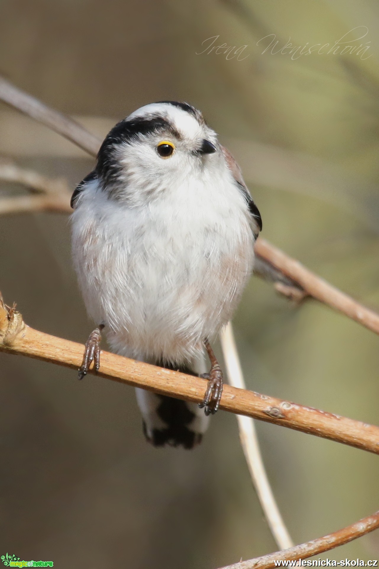 Mlynařík dlouhoocasý - Aegithalos caudatus - Foto Irena Wenischová (2)