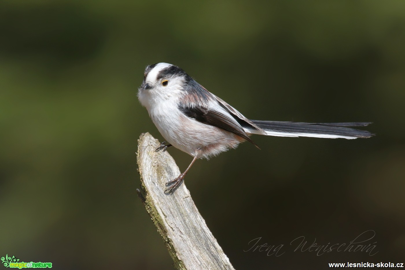 Mlynařík dlouhoocasý - Aegithalos caudatus - Foto Irena Wenischová (4)