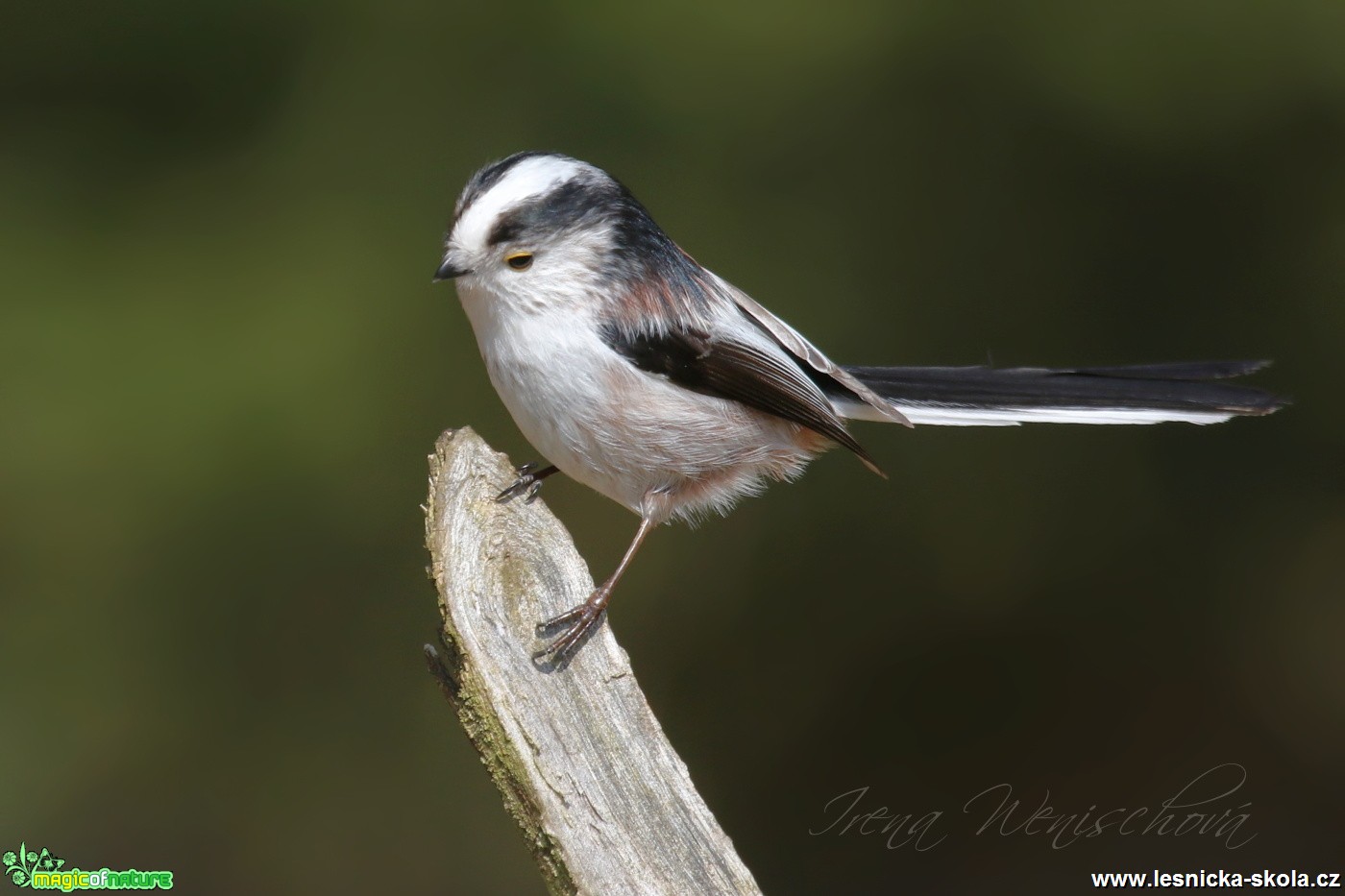 Mlynařík dlouhoocasý - Aegithalos caudatus - Foto Irena Wenischová (5)