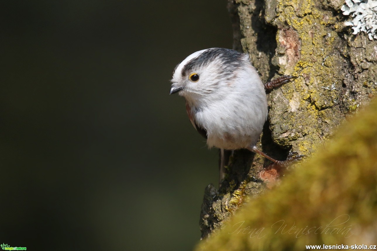 Mlynařík dlouhoocasý - Aegithalos caudatus - Foto Irena Wenischová (6)