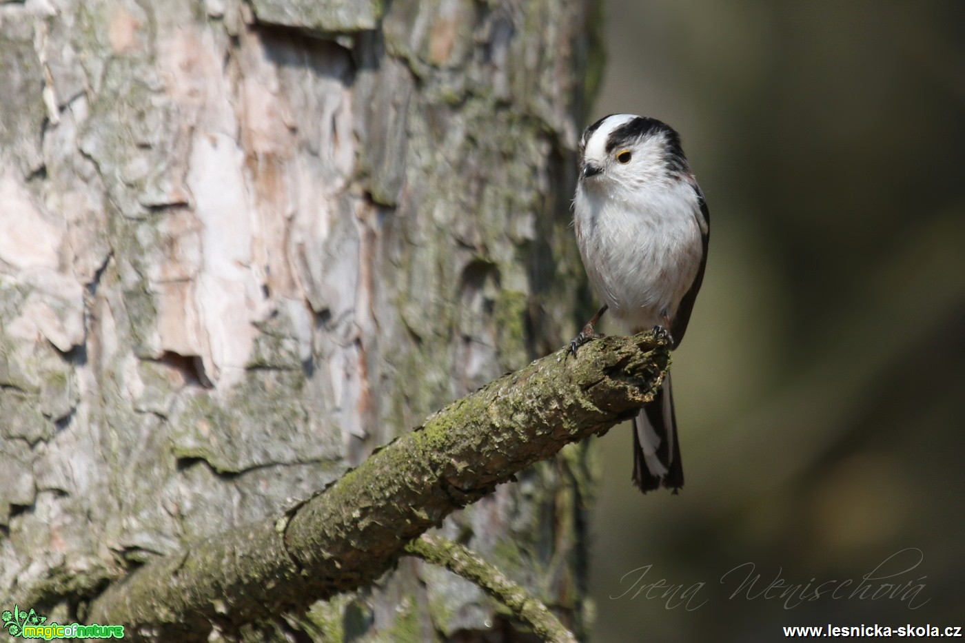 Mlynařík dlouhoocasý - Aegithalos caudatus - Foto Irena Wenischová (7)