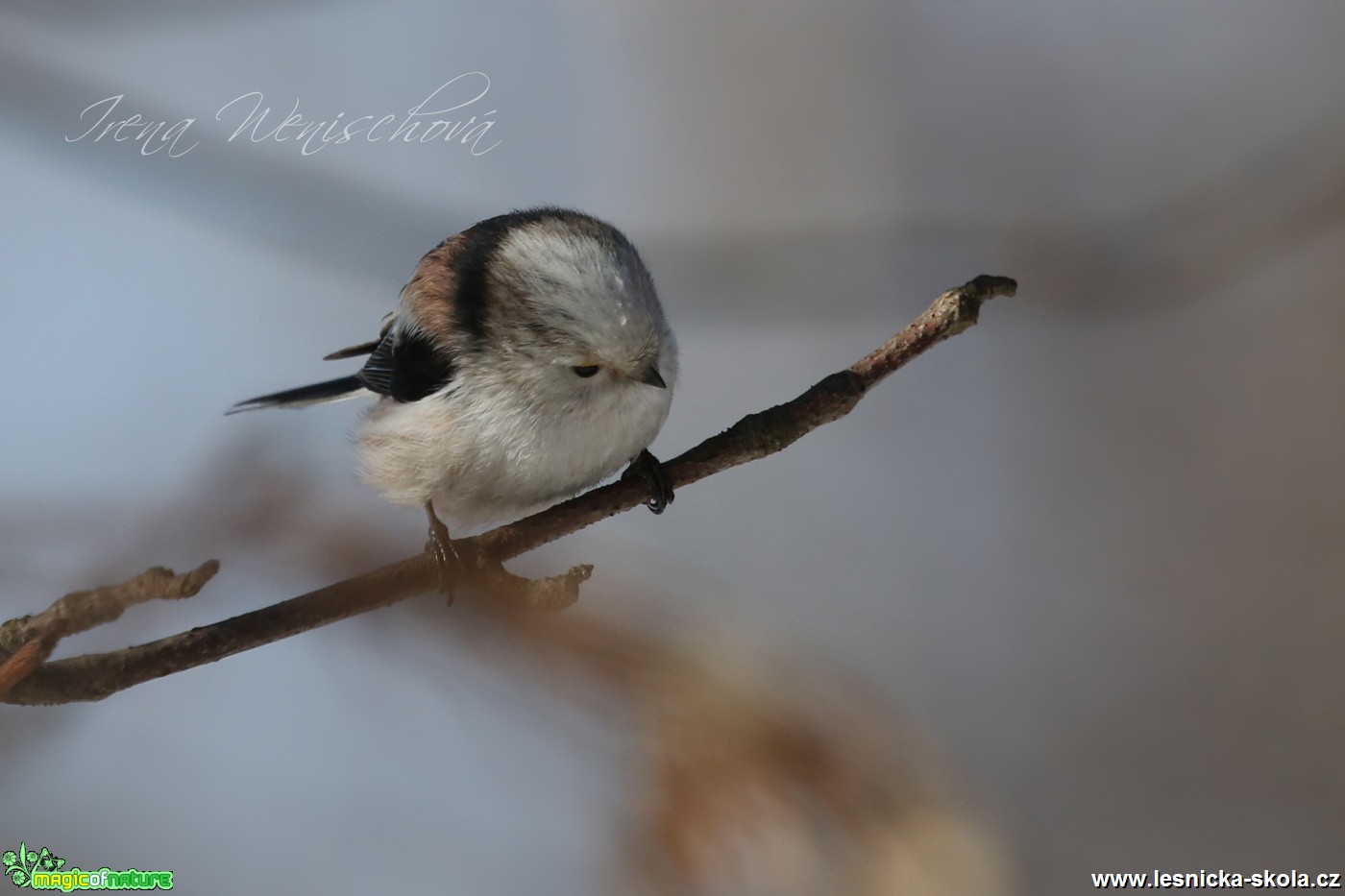 Mlynařík dlouhoocasý - Aegithalos caudatus - Foto Irena Wenischová