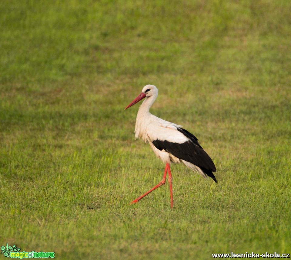 Čáp bílý - Ciconia ciconia - Foto Lukáš Málek (2)