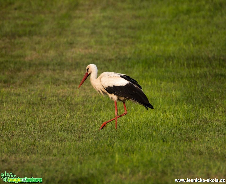 Čáp bílý - Ciconia ciconia - Foto Lukáš Málek (3)