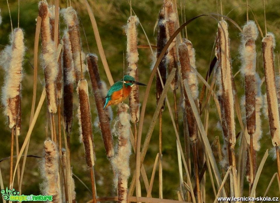 Ledňáček říční - Alcedo atthis - Foto Dušan Sedláček (2)