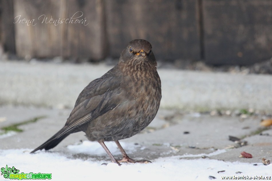 Kos černý -Turdus merula - Foto Irena Wenischová (3)