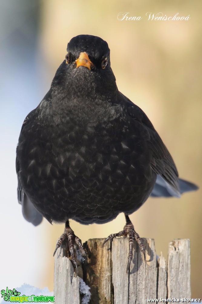 Kos černý -Turdus merula - Foto Irena Wenischová (4)