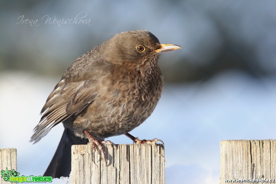 Kos černý -Turdus merula - Foto Irena Wenischová (6)