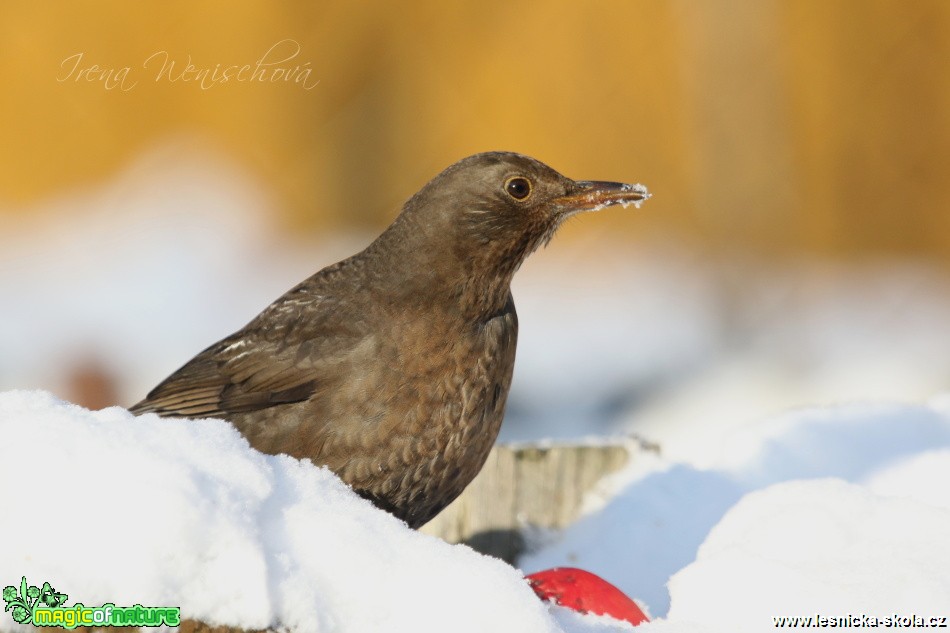 Kos černý -Turdus merula - Foto Irena Wenischová (7)