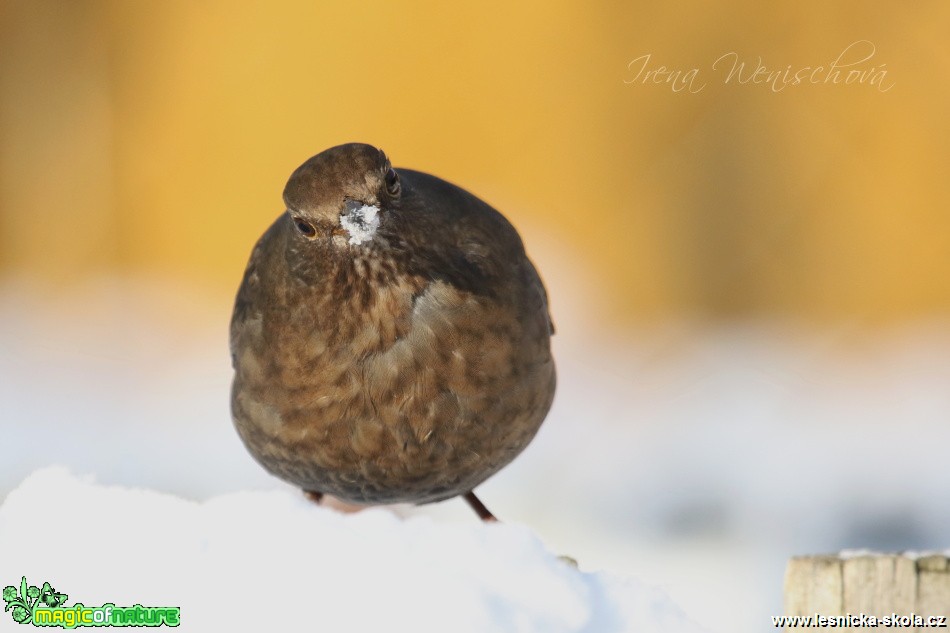 Kos černý -Turdus merula - Foto Irena Wenischová (8)