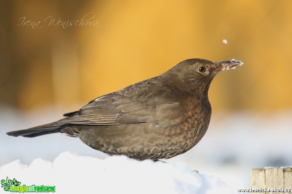 Kos černý -Turdus merula - Foto Irena Wenischová (9)