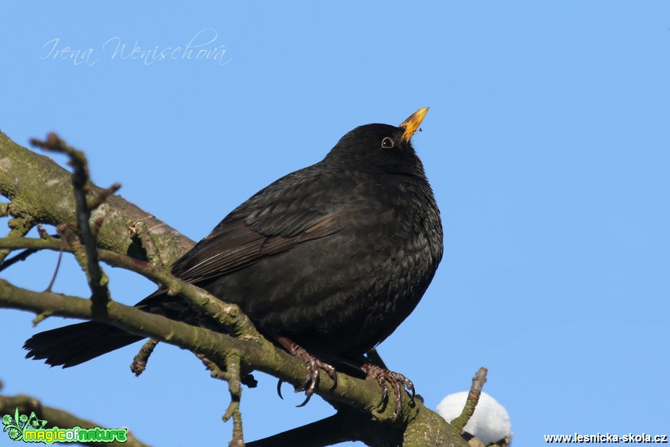 Kos černý -Turdus merula - Foto Irena Wenischová (10)