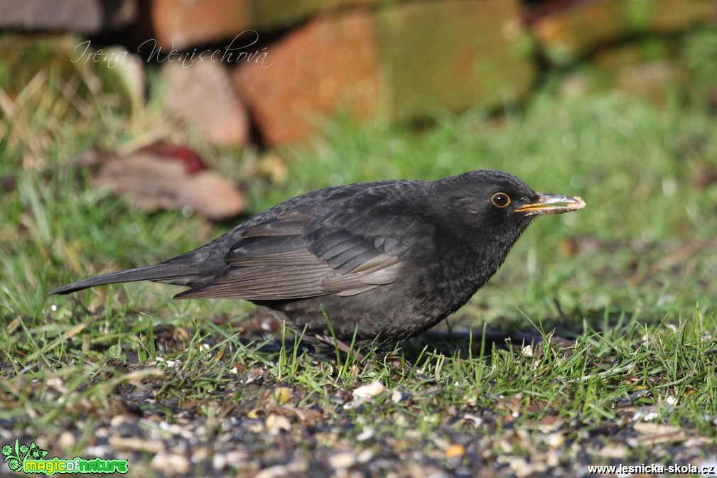 Kos černý -Turdus merula - Foto Irena Wenischová (13)