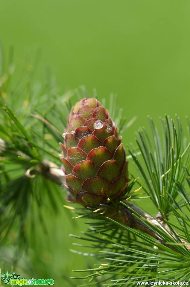 Modřín opadavý - Larix decidua - Foto Marie Vykydalová