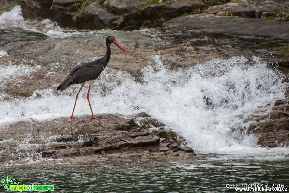 Čáp černý - Ciconia nigra - Foto Jozef Pitoňák (1)