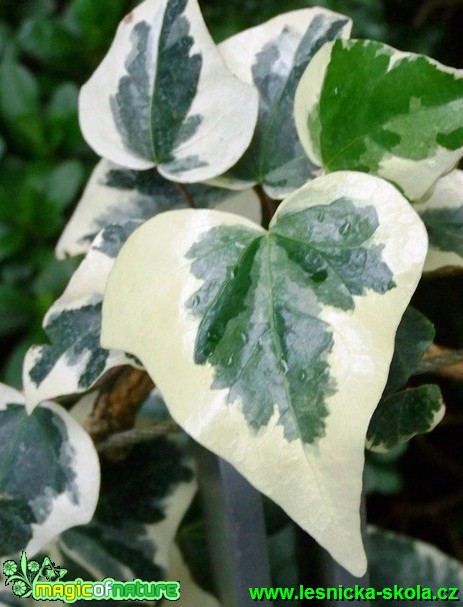 Břečťan kanárský - Hedera canariensis - Foto David Hlinka