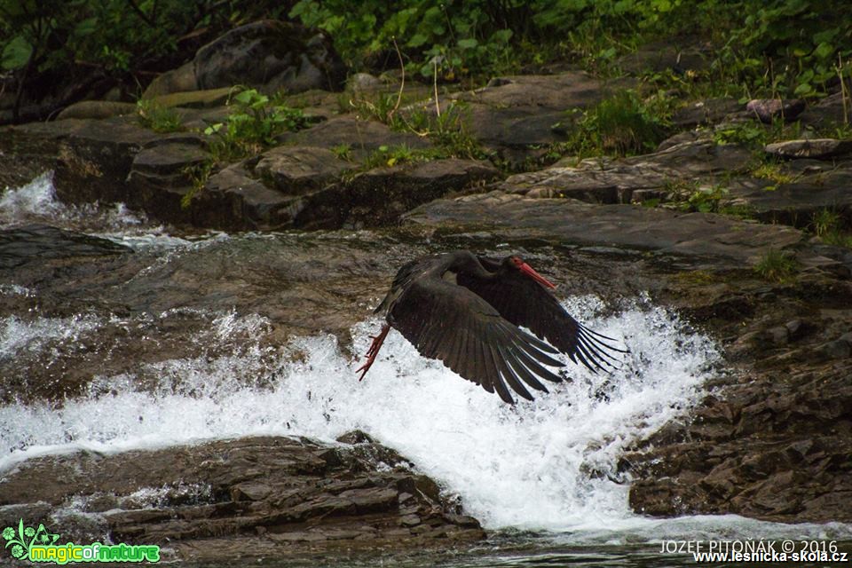 Čáp černý - Ciconia nigra - Foto Jozef Pitoňák (2)