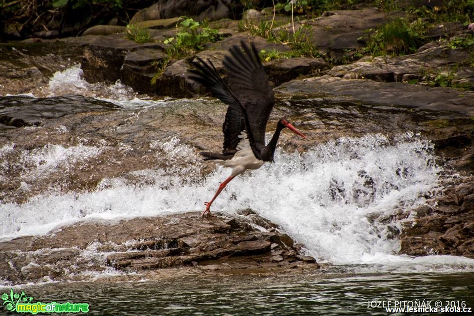 Čáp černý - Ciconia nigra - Foto Jozef Pitoňák (3)