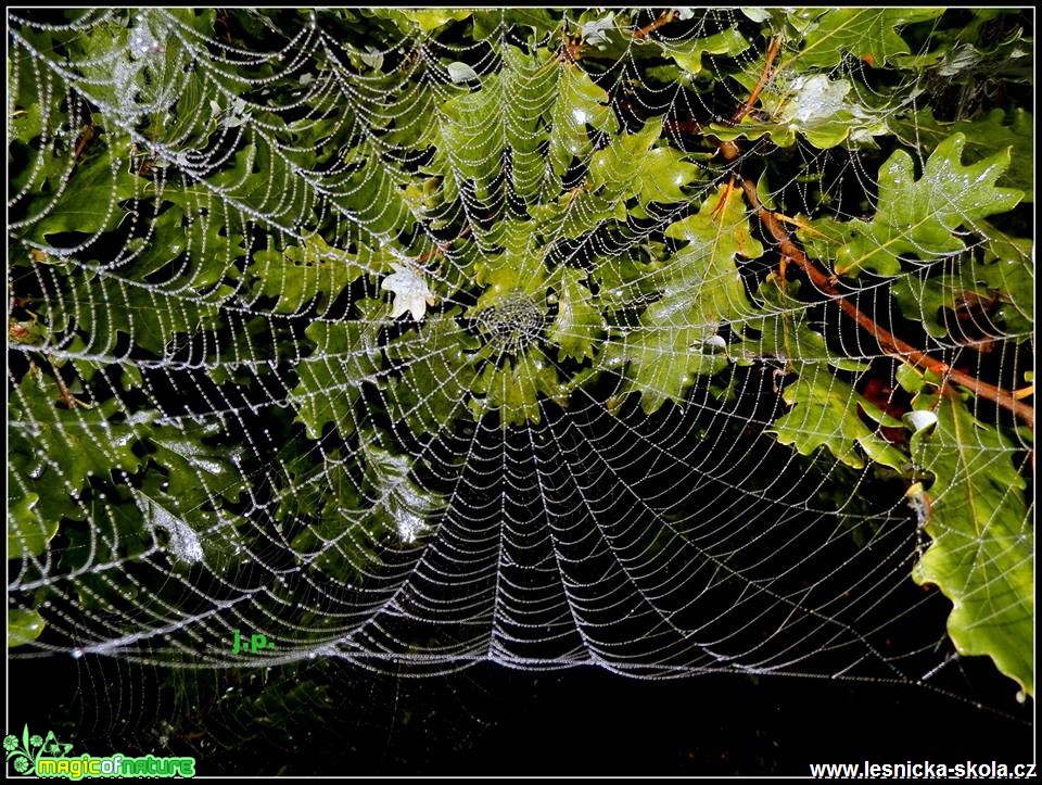 Pavučina - Foto Jiří Perlík (4)