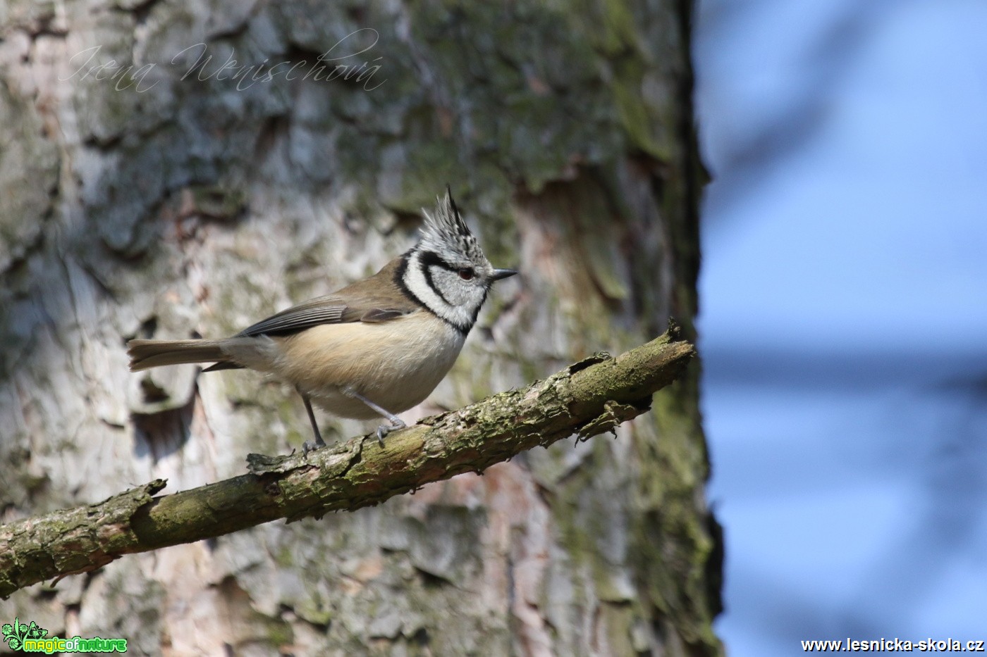 Sýkora parukářka - Lophophanes cristatus - Foto Irena Wenischová (1)