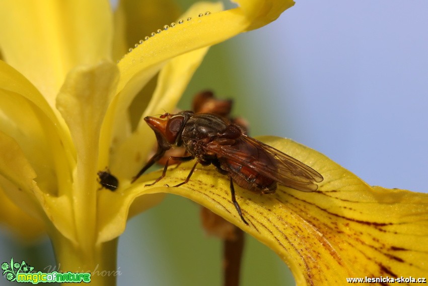 Pestřenka pastvinná - Rhingia campestris - Foto Irena Wenischová (1)