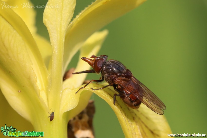 Pestřenka pastvinná - Rhingia campestris - Foto Irena Wenischová (2)