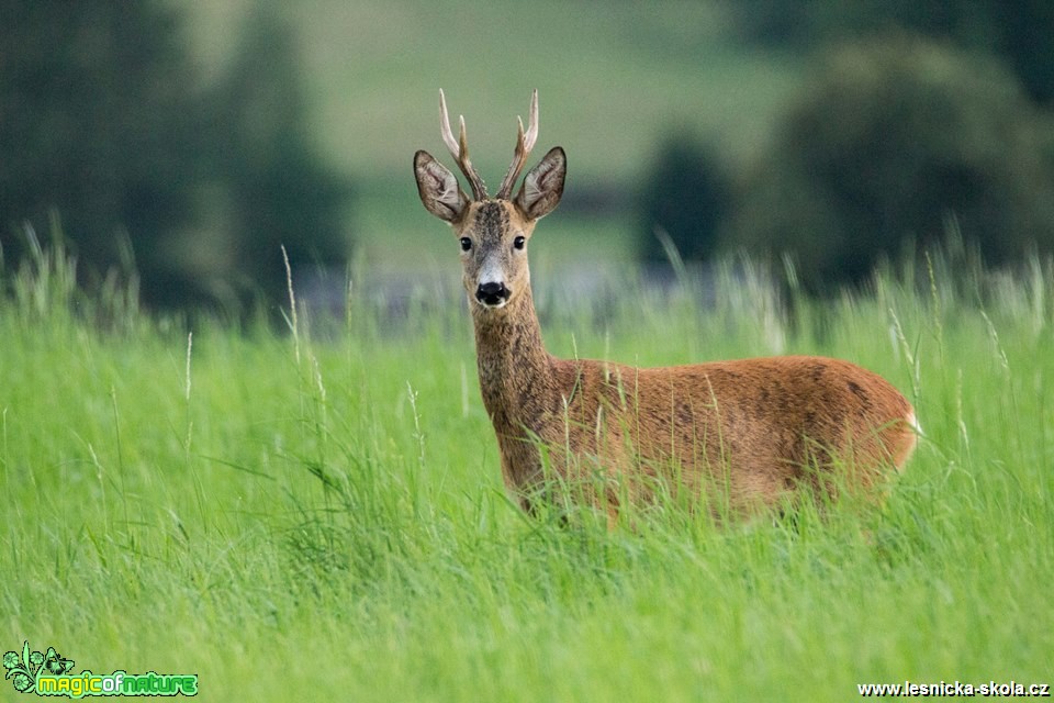 Srnec obecný - Capreolus capreolus - Foto Lukáš Málek (3)