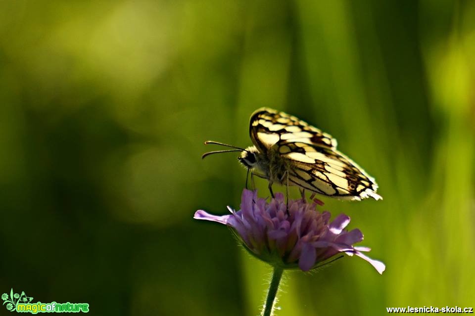 Co se děje v trávě - Foto Marie Vykydalová (5)