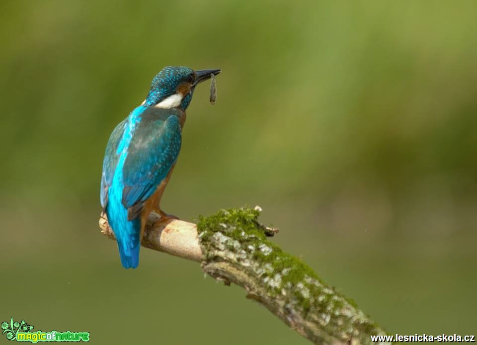 Ledňáček říční - Alcedo atthis - Foto Dušan Sedláček (5)