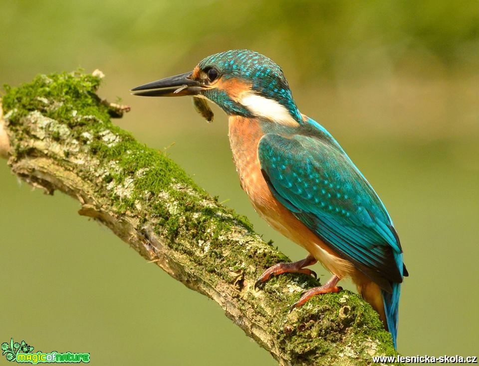 Ledňáček říční - Alcedo atthis - Foto Dušan Sedláček (6)