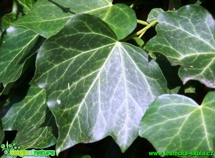 Břečťan popínavý - Hedera helix  (1) - Foto David Hlinka