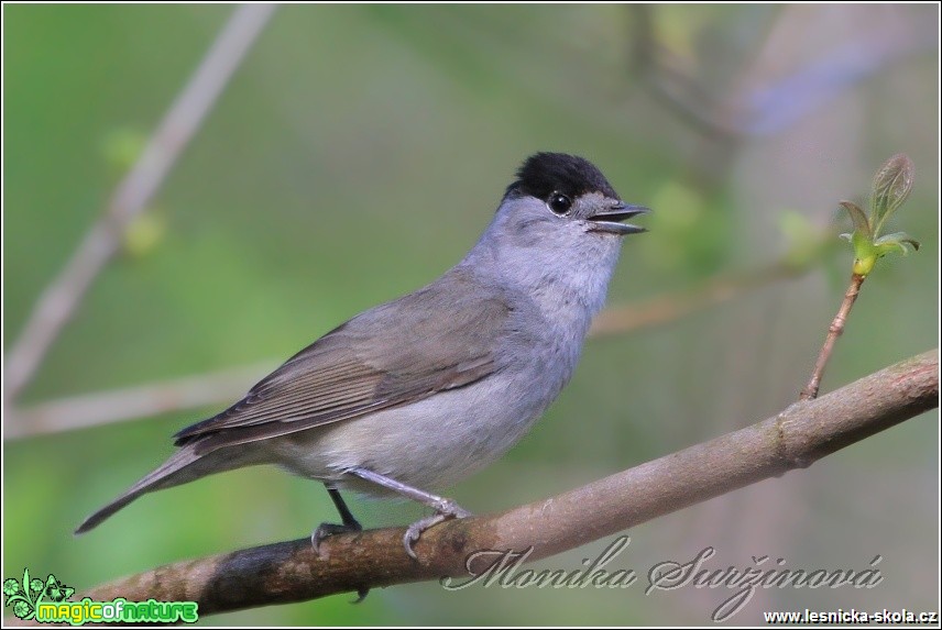 Pěnice černohlavá (samec) - Sylvia atricapilla - Foto Monika Suržinová