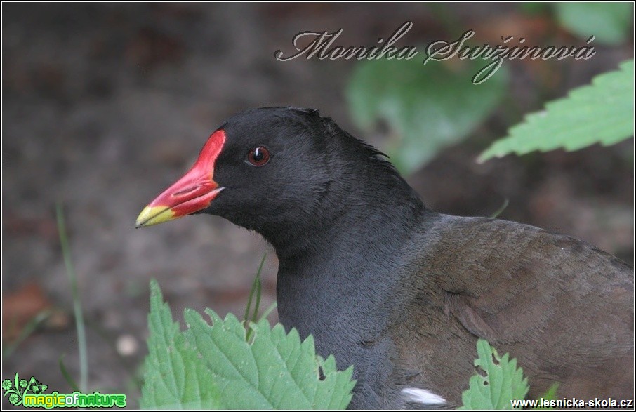 Slípka zelenonohá - Gallinula chloropus - Foto Monika Suržinová