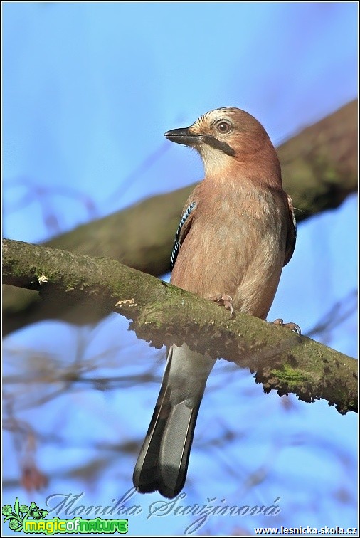 Sojka obecná - Garrulus glandarius - Foto Monika Suržinová