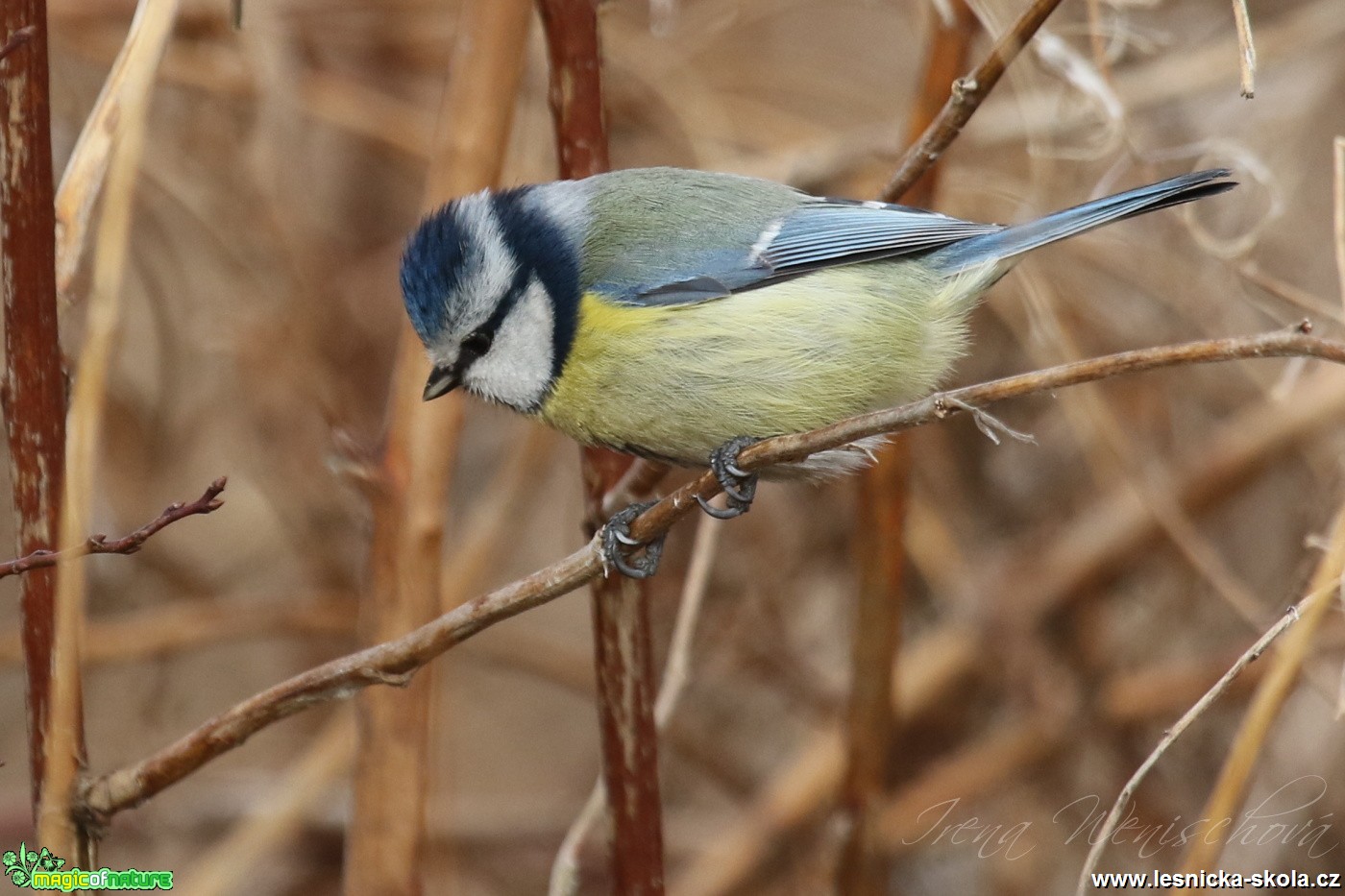 Sýkora modřinka - Cyanistes caeruleus - Foto Irena Wenischová (29)