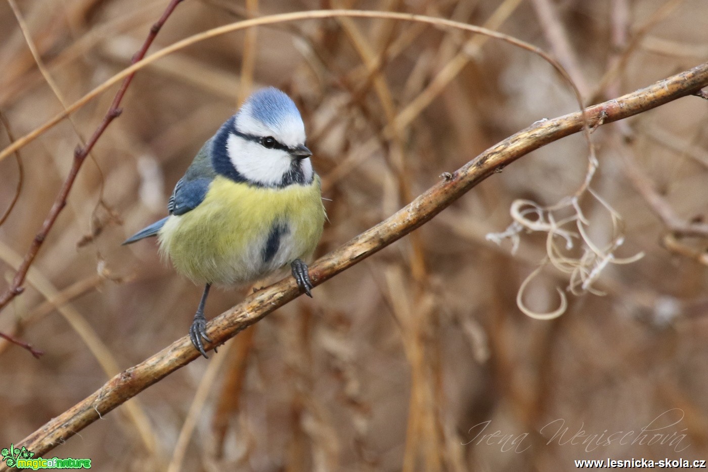 Sýkora modřinka - Cyanistes caeruleus - Foto Irena Wenischová (31)