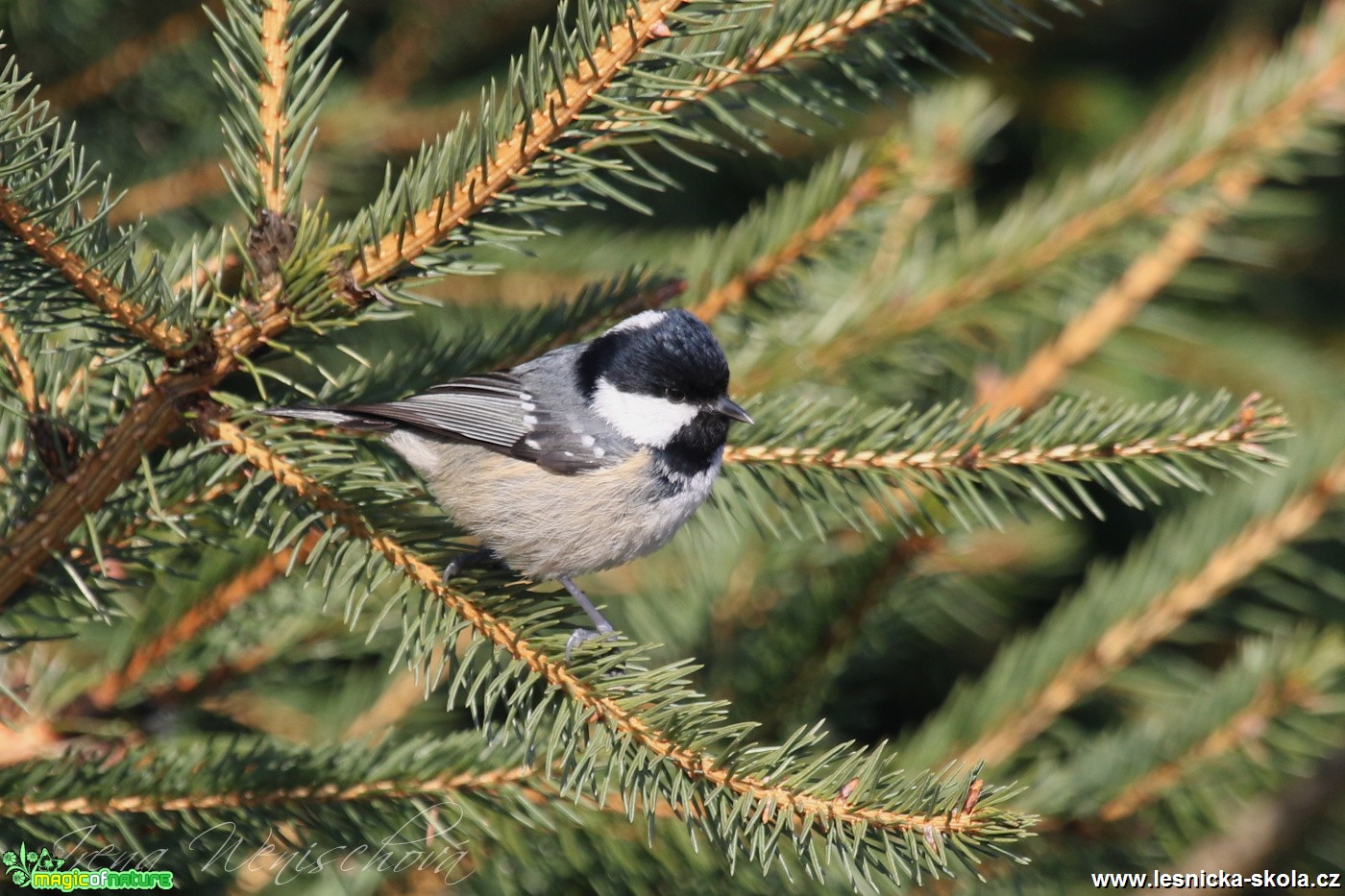 Sýkora uhelníček - Parus ater - Foto Irena Wenischová (7)