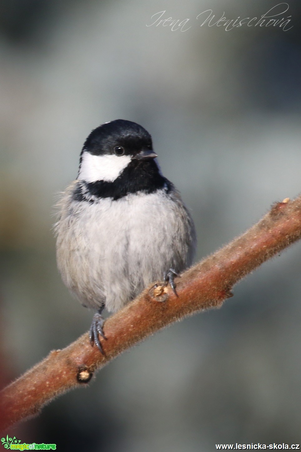 Sýkora uhelníček - Parus ater - Foto Irena Wenischová (9)