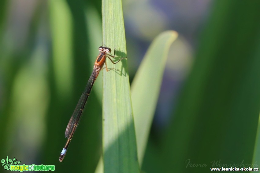 Šidélko větší -  samice - Ischnura elegans - Foto Irena Wenischová (1)