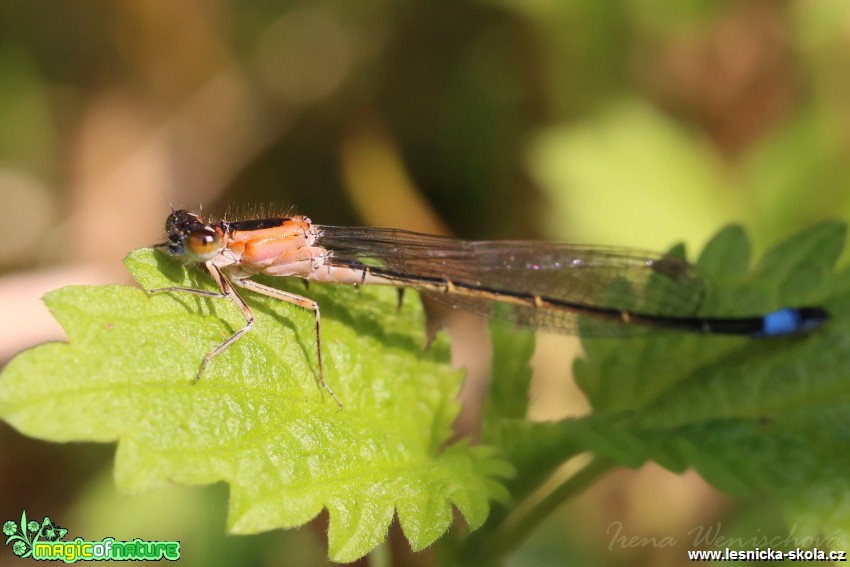 Šidélko větší -  samice - Ischnura elegans - Foto Irena Wenischová (2)