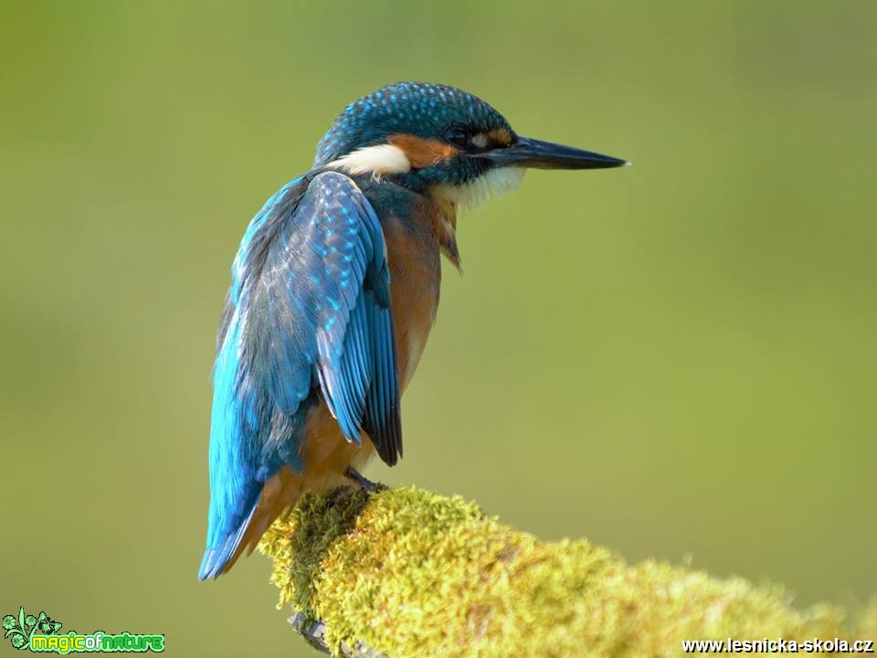 Ledňáček říční - Alcedo atthis - Foto Dušan Sedláček (8)