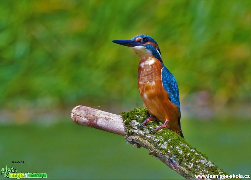 Ledňáček říční - Alcedo atthis - Foto Dušan Sedláček (9)