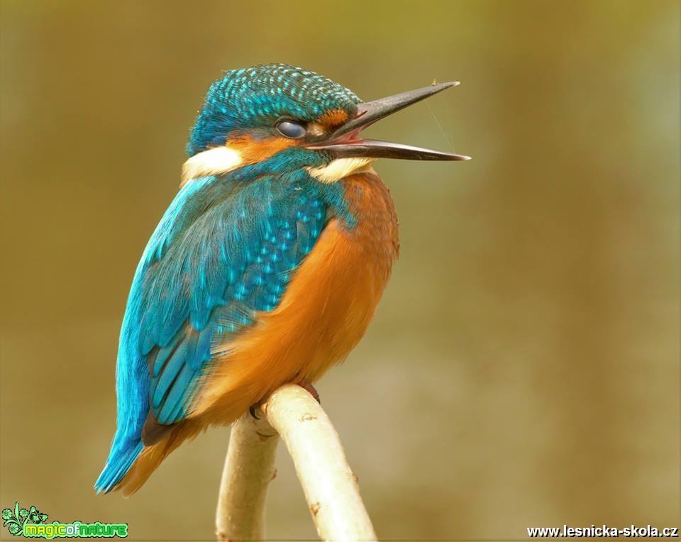 Ledňáček říční - Alcedo atthis - Foto Dušan Sedláček (11)