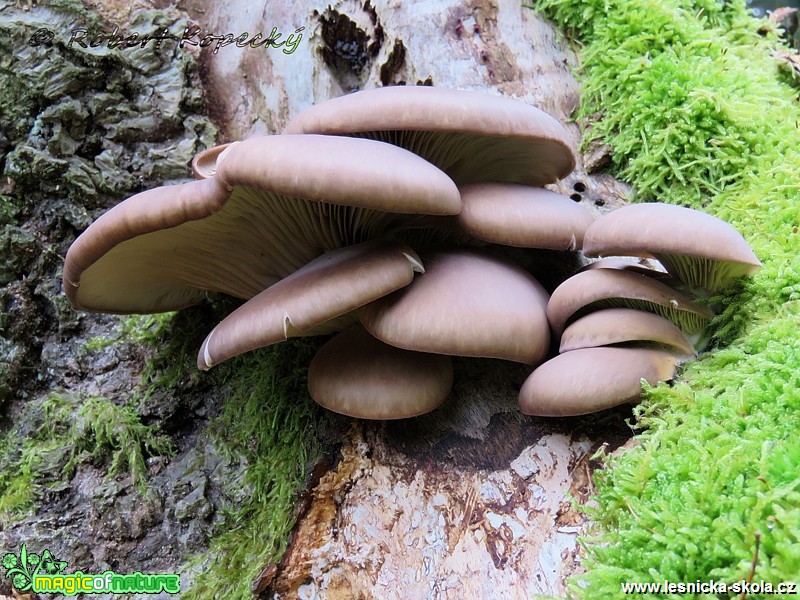 Hlíva dubová - Pleurotus dryinus - Foto Robert Kopecký