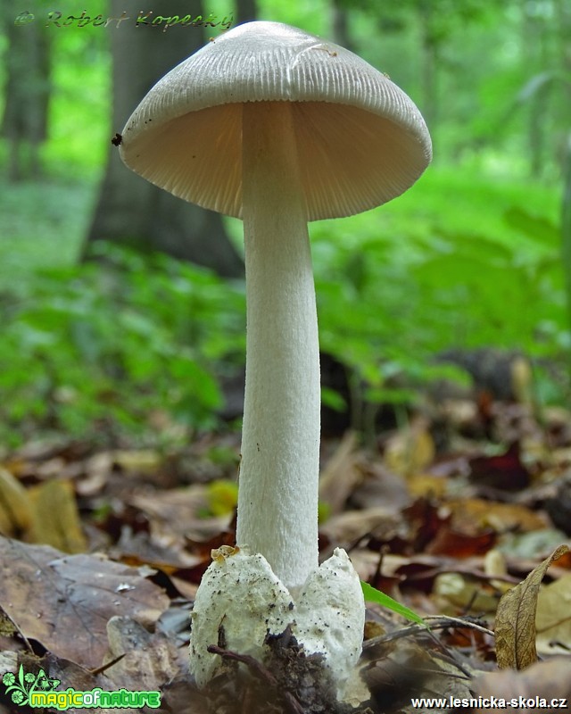 Muchomůrka pošvatá - Amanita vaginata - Foto Robert Kopecký