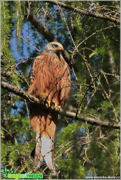 Luňák červený - Milvus milvus - Foto Monika Suržinová