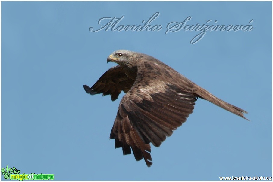 Luňák hnědý - Milvus migrans- Foto Monika Suržinová