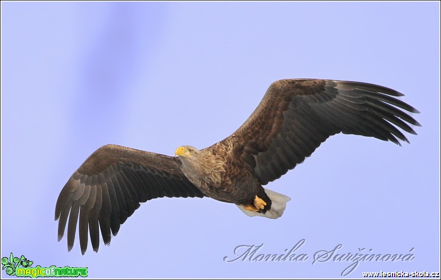 Orel mořský - Haliaeetus albicilla - Foto Monika Suržinová