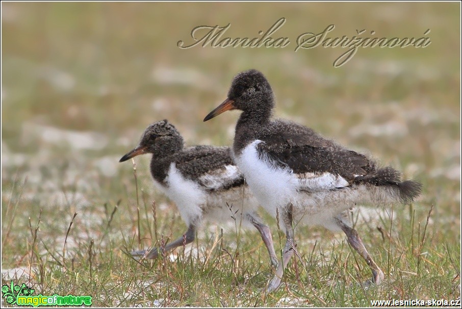 Ústřičník velký - Haematopus ostralegus - Foto Monika Suržinová (2)