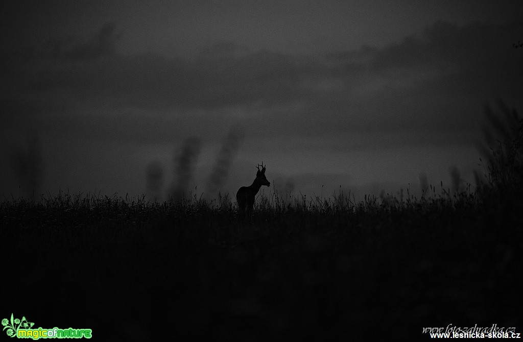 Naše krásná příroda - Foto Lukáš Zahrádka (6)